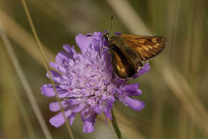 Ochlodes sylvanus / Rostfarbiger Dickkopffalter (syn. Ochlodes venatus) / Tagfalter - Dickkopffalter - Hesperiidae - Hesperiinae