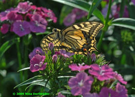 Papilio machaon / Schwalbenschwanz / Tagfalter - Ritterfalter - Papilionidae