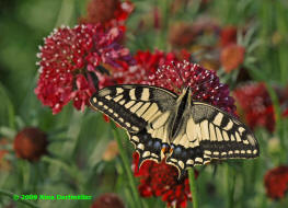 Papilio machaon / Schwalbenschwanz / Tagfalter - Ritterfalter - Papilionidae