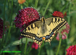 Papilio machaon / Schwalbenschwanz / Tagfalter - Ritterfalter - Papilionidae