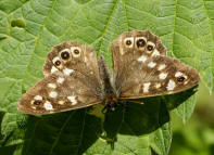 Pararge aegeria (ssp. tircis) / Waldbrettspiel / Tagfalter - Edelfalter - Nymphalidae - Augenfalter - Satyrinae