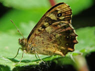 Pararge aegeria (ssp. tircis) / Waldbrettspiel / Tagfalter - Edelfalter - Nymphalidae - Augenfalter - Satyrinae