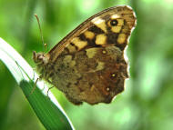 Pararge aegeria (ssp. tircis) / Waldbrettspiel / Tagfalter - Edelfalter - Nymphalidae - Augenfalter - Satyrinae