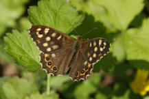 Pararge aegeria (ssp. tircis) / Waldbrettspiel / Tagfalter - Edelfalter - Nymphalidae - Augenfalter - Satyrinae