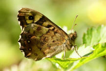 Pararge aegeria (ssp. tircis) / Waldbrettspiel / Tagfalter - Edelfalter - Nymphalidae - Augenfalter - Satyrinae