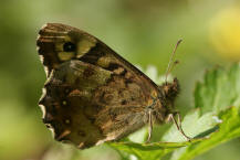 Pararge aegeria (ssp. tircis) / Waldbrettspiel / Tagfalter - Edelfalter - Nymphalidae - Augenfalter - Satyrinae