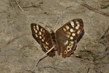 Pararge aegeria (ssp. tircis) / Waldbrettspiel / Tagfalter - Edelfalter - Nymphalidae - Augenfalter - Satyrinae