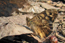 Pararge aegeria (ssp. tircis) / Waldbrettspiel / Tagfalter - Edelfalter - Nymphalidae - Augenfalter - Satyrinae