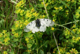 Parnassius mnemosyne (ssp. ariovistus) / Schwarzer Apollo / Tagfalter - Ritterfalter - Papilionidae