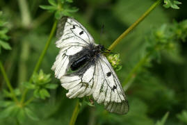 Parnassius mnemosyne (ssp. ariovistus) / Schwarzer Apollo / Tagfalter - Ritterfalter - Papilionidae