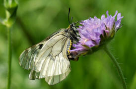 Parnassius mnemosyne (ssp. ariovistus) / Schwarzer Apollo (Weibchen mit Sphragis) / Tagfalter - Ritterfalter - Papilionidae / Foto: E.-M. Pulvermller