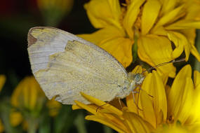 Pieris mannii ssp. alpigena / Karstweiling / Tagfalter - Weilinge - Pieridae - Pierinae