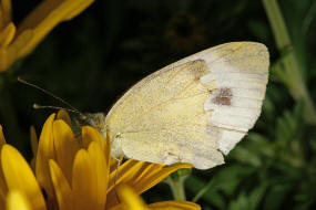 Pieris mannii ssp. alpigena / Karstweiling / Tagfalter - Weilinge - Pieridae - Pierinae