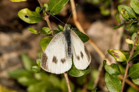 Pieris mannii ssp. alpigena / Karstweiling / Tagfalter - Weilinge - Pieridae - Pierinae