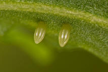 Pieris rapae / Kleiner Kohlweiling / Tagfalter - Weilinge - Pieridae - Pierinae