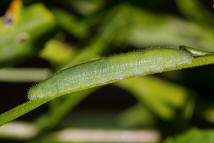 Pieris rapae / Kleiner Kohlweiling / Tagfalter - Weilinge - Pieridae - Pierinae