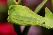 Pieris rapae / Kleiner Kohlweiling / Tagfalter - Weilinge - Pieridae - Pierinae