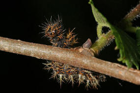 Nymphalis c-album (syn. Polygonia c-album) / C-Falter (Raupe) Tagfalter - Edelfalter - Nymphalidae 