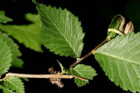 Nymphalis c-album (syn. Polygonia c-album) / C-Falter (Raupe) Tagfalter - Edelfalter - Nymphalidae 