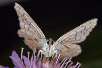 Polyommatus coridon (syn. Lysandra coridon) / Silbergrner Bluling / Tagfalter - Blulinge - Lycaenidae