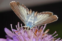 Polyommatus coridon (syn. Lysandra coridon) / Silbergrner Bluling / Tagfalter - Blulinge - Lycaenidae