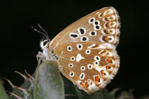 Polyommatus coridon (syn. Lysandra coridon) / Silbergrner Bluling / Tagfalter - Blulinge - Lycaenidae