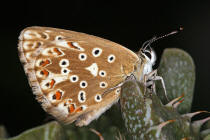 Polyommatus coridon (syn. Lysandra coridon) / Silbergrner Bluling / Tagfalter - Blulinge - Lycaenidae