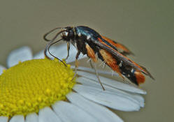 Pyropteron chrysidiformis / Roter Ampfer-Glasflgler / Glasflgler - Sesiidae - Sesiinae