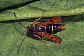 Pyropteron chrysidiformis / Roter Ampfer-Glasflgler / Glasflgler - Sesiidae - Sesiinae