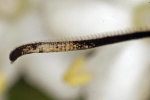 Synanthedon spheciformis / Erlen-Glasflgler / Glasflgler - Sesiidae - Sesiinae - Synanthedonini