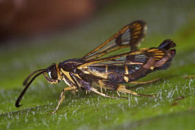 Synanthedon tipuliformis / Johannisbeer-Glasflgler / Glasflgler - Sesiidae - Sesiinae - Synanthedonini