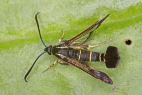 Synanthedon tipuliformis / Johannisbeer-Glasflgler / Glasflgler - Sesiidae - Sesiinae - Synanthedonini