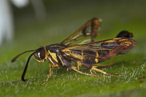 Synanthedon tipuliformis / Johannisbeer-Glasflgler / Glasflgler - Sesiidae - Sesiinae - Synanthedonini