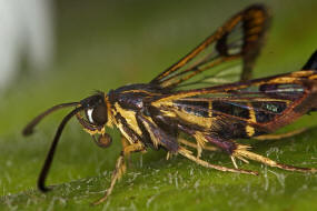 Synanthedon tipuliformis / Johannisbeer-Glasflgler / Glasflgler - Sesiidae - Sesiinae - Synanthedonini