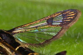 Synanthedon tipuliformis / Johannisbeer-Glasflgler / Glasflgler - Sesiidae - Sesiinae - Synanthedonini