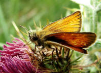 Thymelicus lineola / Schwarzkolbiger Braun-Dickkopffalter / Tagfalter - Dickkopffalter - Hesperiidae - Hesperiinae