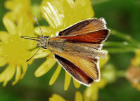 Thymelicus lineola / Schwarzkolbiger Braun-Dickkopffalter / Tagfalter - Dickkopffalter - Hesperiidae - Hesperiinae