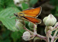 Thymelicus lineola / Schwarzkolbiger Braun-Dickkopffalter / Tagfalter - Dickkopffalter - Hesperiidae - Hesperiinae