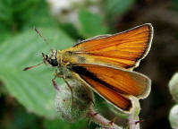 Thymelicus lineola / Schwarzkolbiger Braun-Dickkopffalter / Tagfalter - Dickkopffalter - Hesperiidae - Hesperiinae