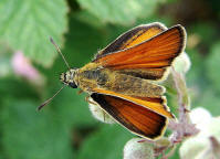 Thymelicus lineola / Schwarzkolbiger Braun-Dickkopffalter / Tagfalter - Dickkopffalter - Hesperiidae - Hesperiinae