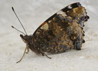 Vanessa atalanta / Admiral / Tagfalter - Edelfalter - Nymphalidae 