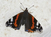 Vanessa atalanta / Admiral / Tagfalter - Edelfalter - Nymphalidae 