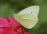 Pieris rapae / Kleiner Kohlweiling / Tagfalter - Weilinge - Pieridae - Pierinae