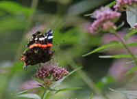 Vanessa atalanta / Admiral / Tagfalter - Edelfalter - Nymphalidae 