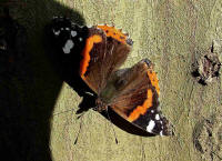 Vanessa atalanta / Admiral / Tagfalter - Edelfalter - Nymphalidae 