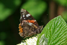 Vanessa atalanta / Admiral / Tagfalter - Edelfalter - Nymphalidae 