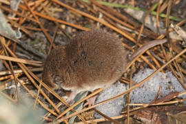 Crocidura leucodon / Feldspitzmaus / Spitzmuse - Soricidae