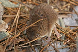 Crocidura leucodon / Feldspitzmaus / Spitzmuse - Soricidae