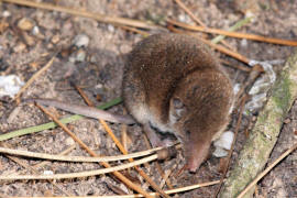 Crocidura leucodon / Feldspitzmaus / Spitzmuse - Soricidae