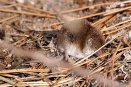 Crocidura leucodon / Feldspitzmaus / Spitzmuse - Soricidae